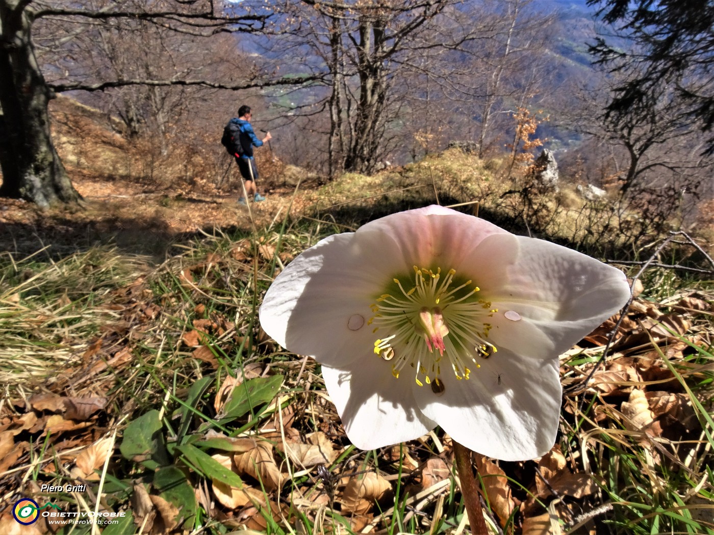 61 Helleborus niger (Elleboro) ancora in buona fioritura.JPG